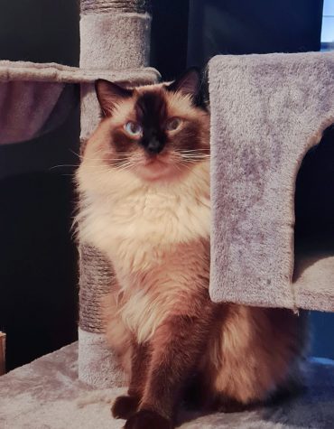 Oliver el captador Oliver el captador